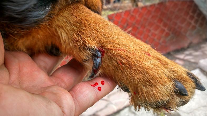 Por qué es importante cortar las uñas de tu perro? - Tucumán - el tucumano